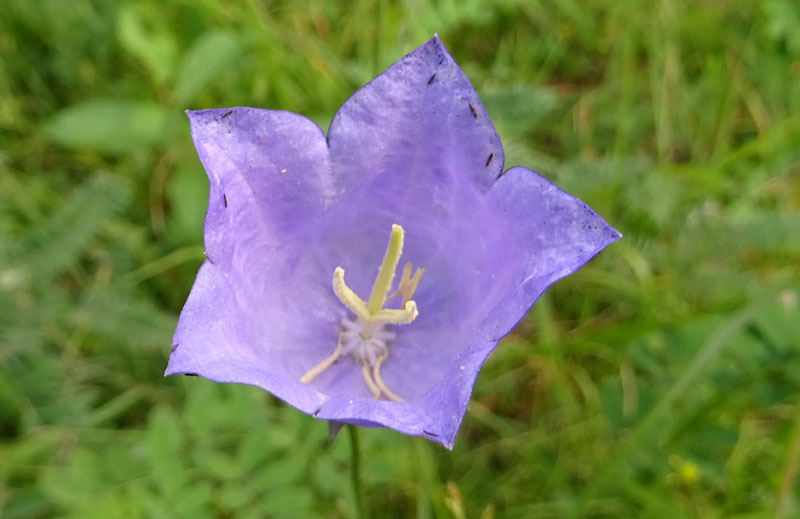 Campanula persicifolia - Campanulaceae